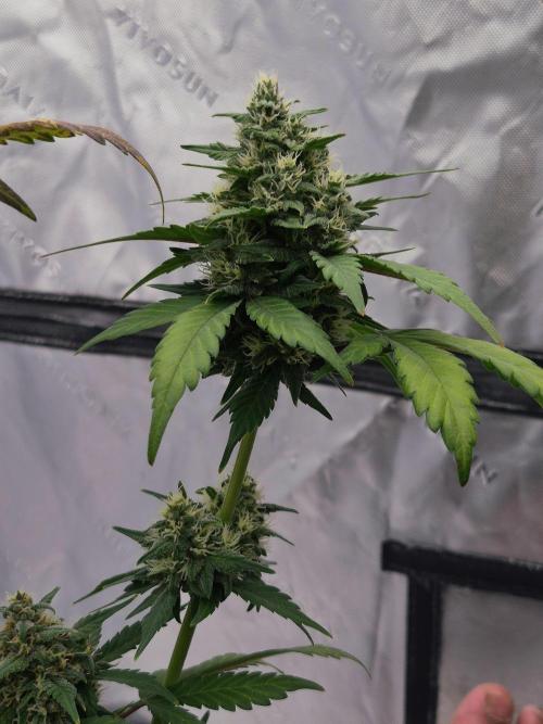 Banana Purple Punch Auto RF3. Week 7