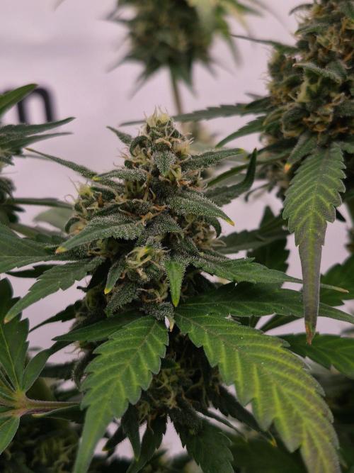 Banana Purple Punch Auto RF3. Week 7