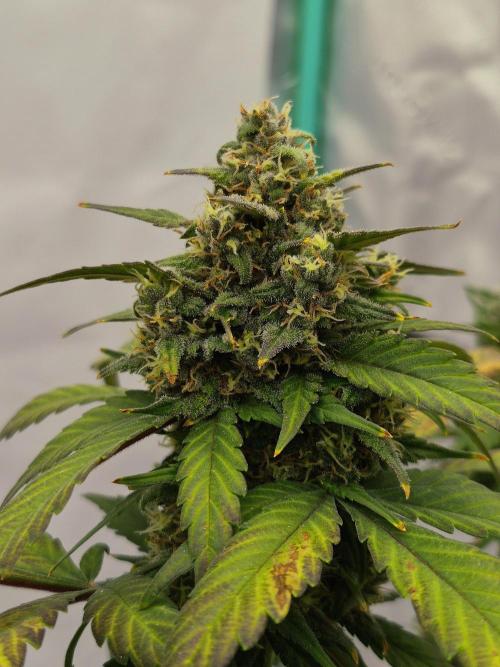 Banana Purple Punch Auto RF3. Week 7
