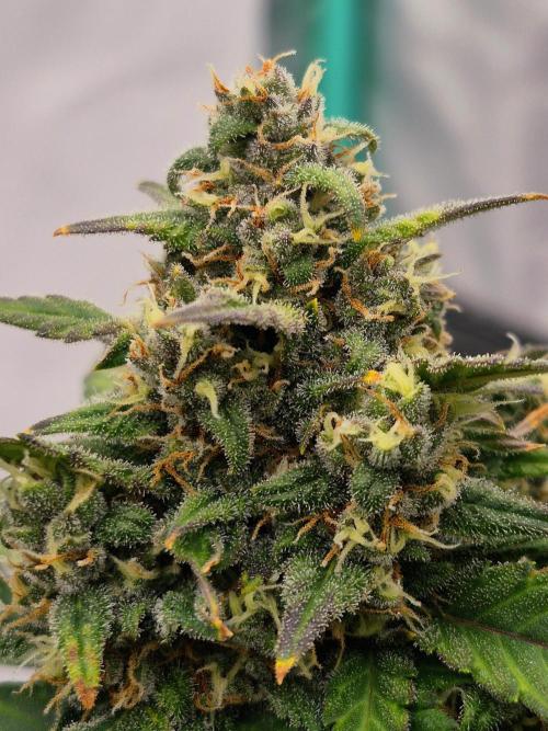 Banana Purple Punch Auto RF3. Week 7