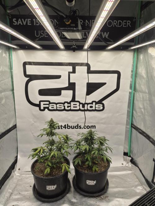 Banana Purple Punch Auto RF3 #2. Week 6