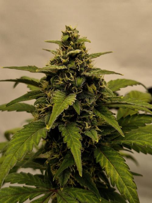 Banana Purple Punch Auto RF3 #2. Week 6