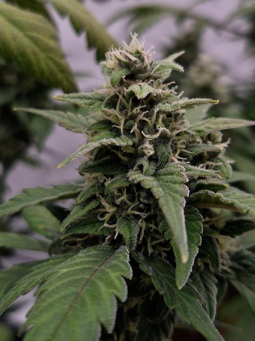 Banana Purple Punch Auto RF3 #2. Week 6