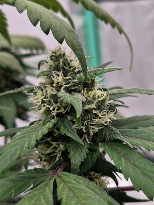 Banana Purple Punch Auto RF3 #2. Week 6
