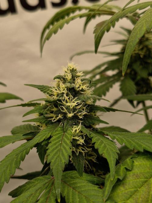 Banana Purple Punch Auto RF3 #2. Week 6