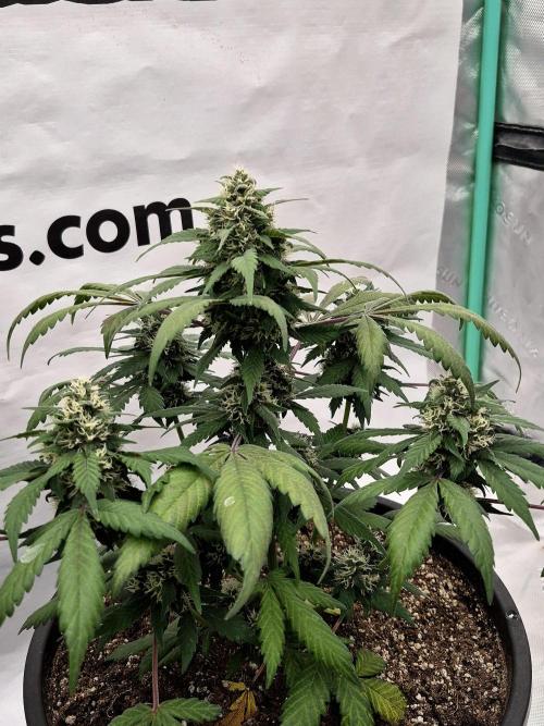 Banana Purple Punch Auto RF3 #2. Week 6