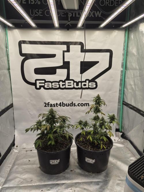 Banana Purple Punch Auto RF3 #2. Week 7