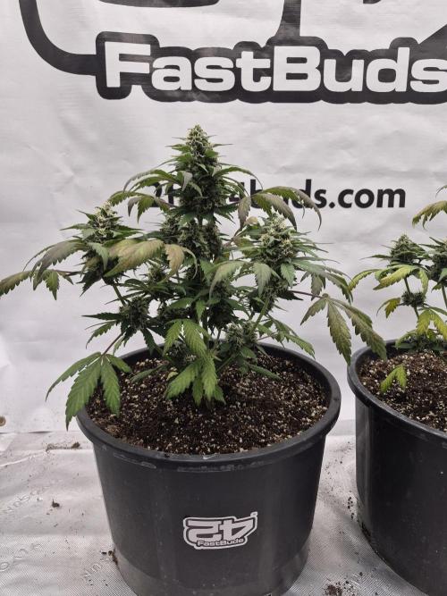Banana Purple Punch Auto RF3 #2. Week 7