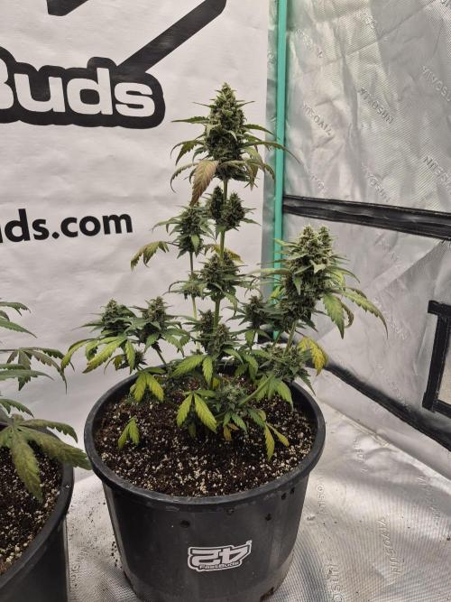 Banana Purple Punch Auto RF3 #2. Week 7