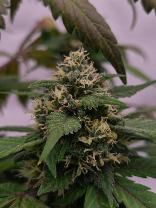 Banana Purple Punch Auto RF3 #2. Week 7