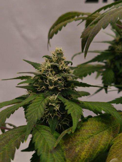 Banana Purple Punch Auto RF3 #2. Week 7
