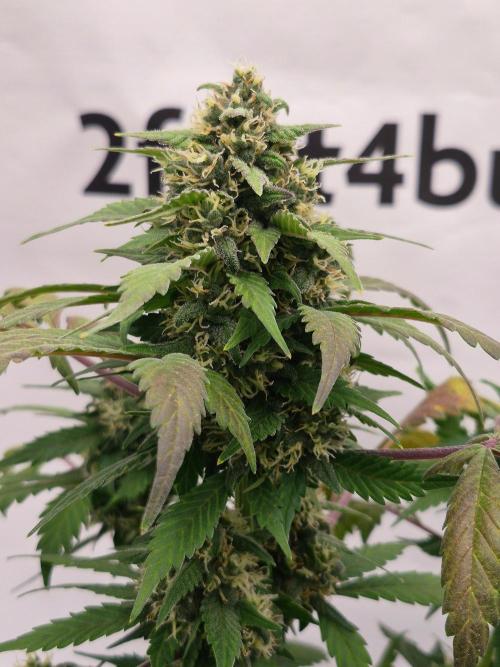 Banana Purple Punch Auto RF3 #2. Week 7