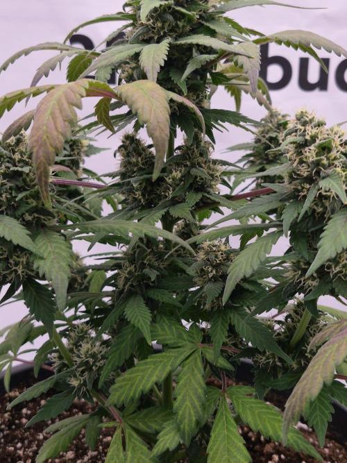 Banana Purple Punch Auto RF3 #2. Week 7
