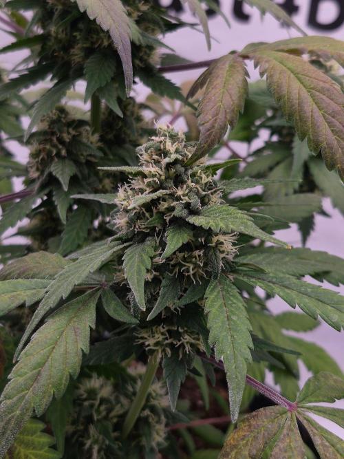 Banana Purple Punch Auto RF3 #2. Week 7