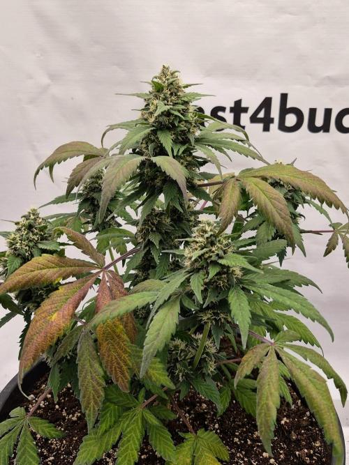 Banana Purple Punch Auto RF3 #2. Week 7