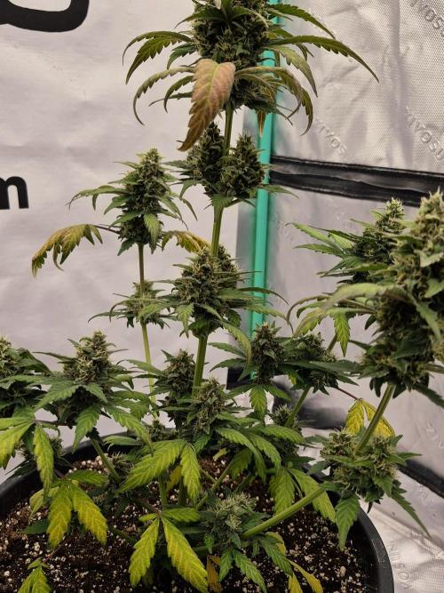 Banana Purple Punch Auto RF3 #2. Week 7