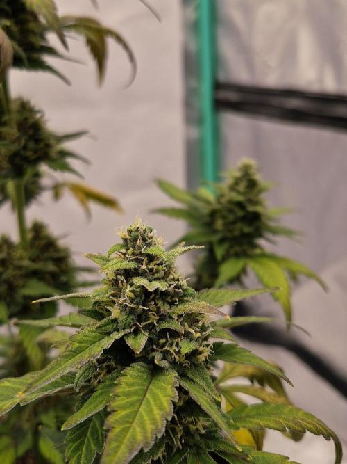 Banana Purple Punch Auto RF3 #2. Week 7