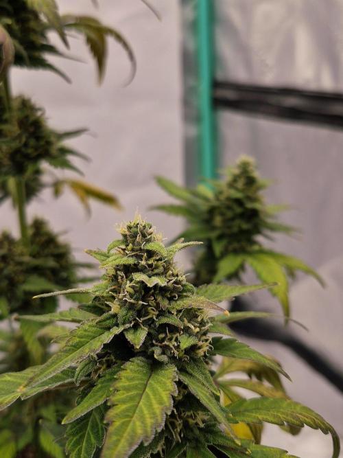 Banana Purple Punch Auto RF3 #2. Week 7