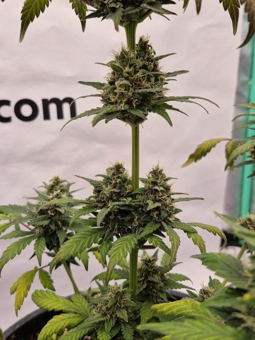 Banana Purple Punch Auto RF3 #2. Week 7