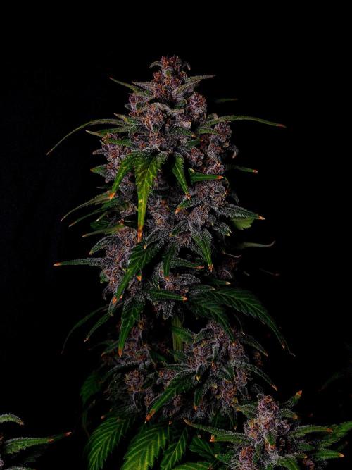 Banana Purple Punch Auto RF3. Week 8
