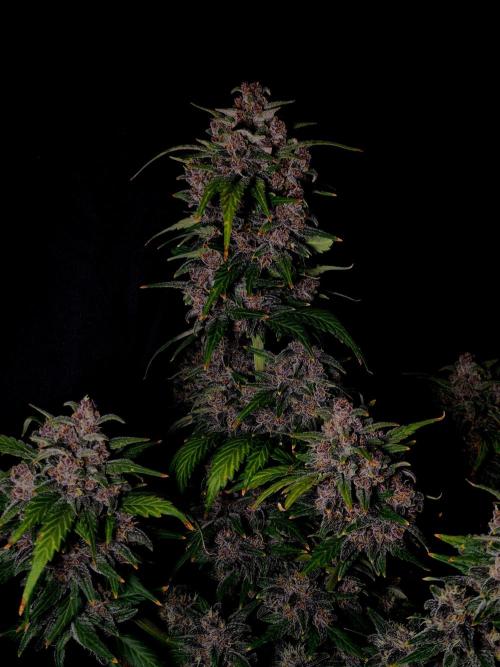 Banana Purple Punch Auto RF3. Week 8