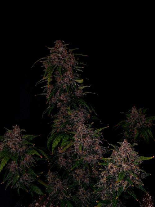 Banana Purple Punch Auto RF3. Week 8
