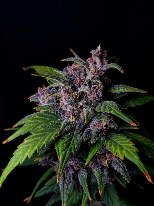 Banana Purple Punch Auto RF3. Week 8