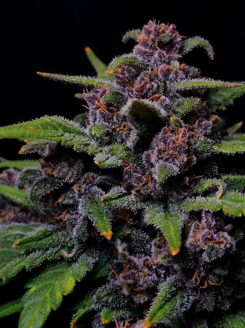 Banana Purple Punch Auto RF3. Week 8