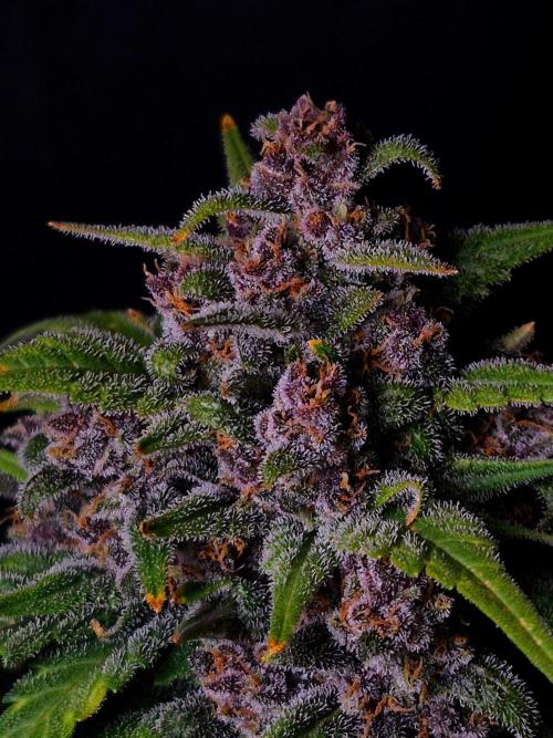Banana Purple Punch Auto RF3. Week 8
