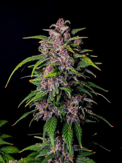 Banana Purple Punch Auto RF3. Week 8
