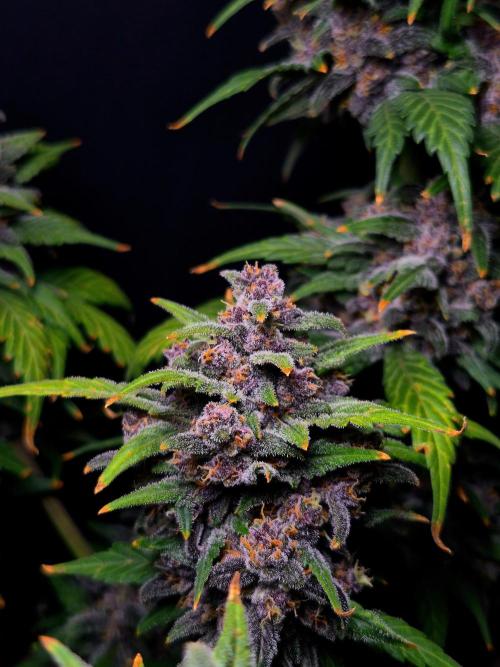 Banana Purple Punch Auto RF3. Week 8