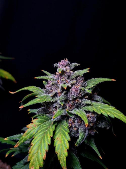 Banana Purple Punch Auto RF3. Week 8
