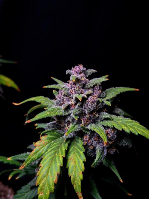 Banana Purple Punch Auto RF3. Week 8
