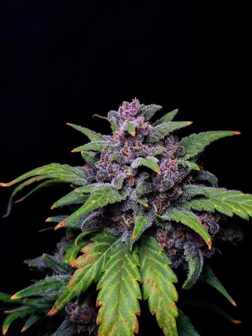 Banana Purple Punch Auto RF3. Week 8