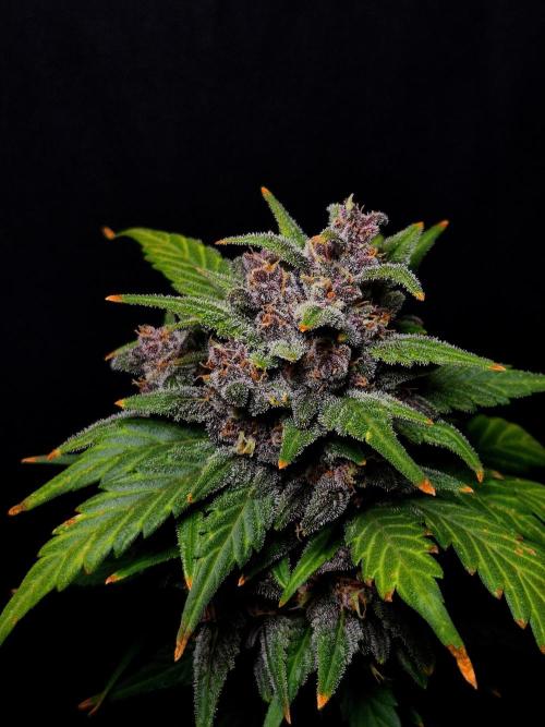 Banana Purple Punch Auto RF3. Week 8
