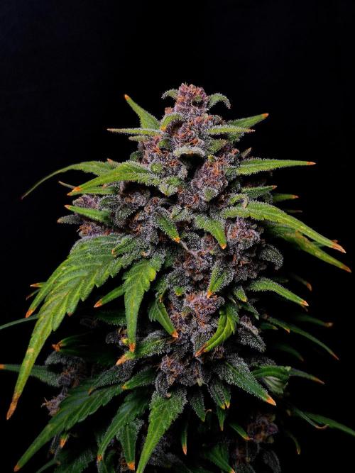 Banana Purple Punch Auto RF3. Week 8