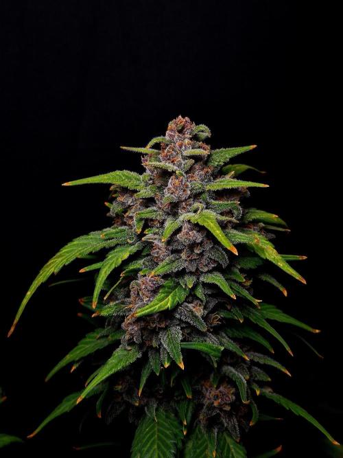 Banana Purple Punch Auto RF3. Week 8
