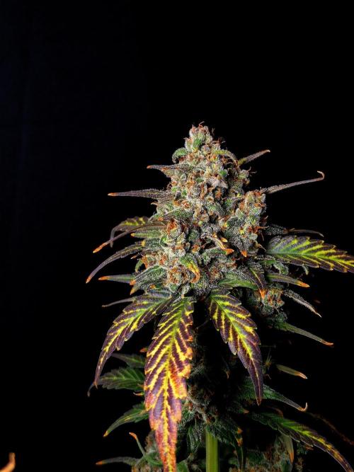 Banana Purple Punch Auto RF3. Week 8