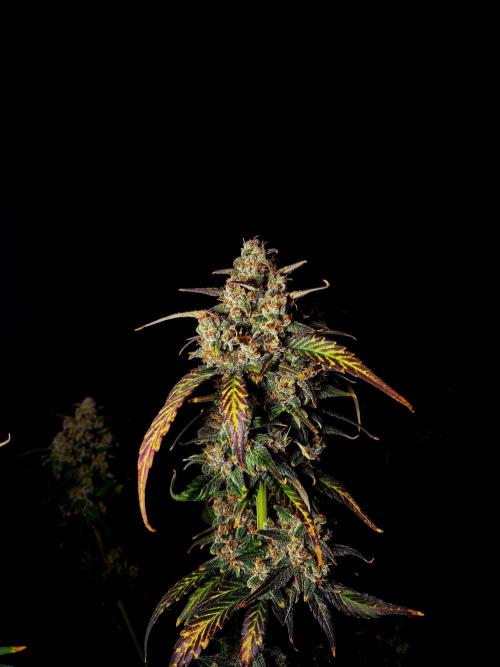 Banana Purple Punch Auto RF3. Week 8