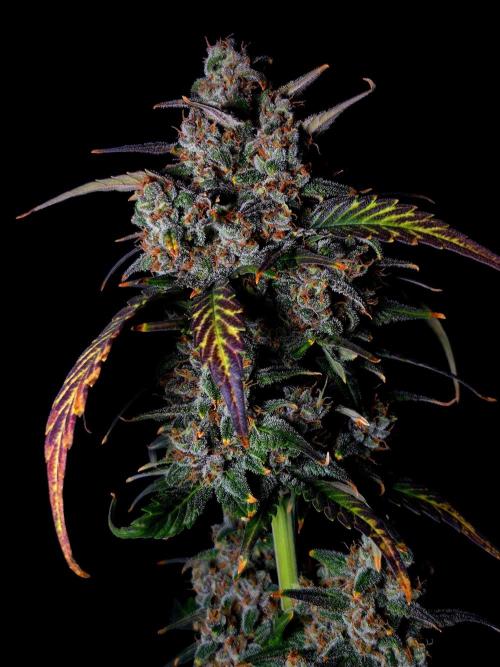 Banana Purple Punch Auto RF3. Week 8