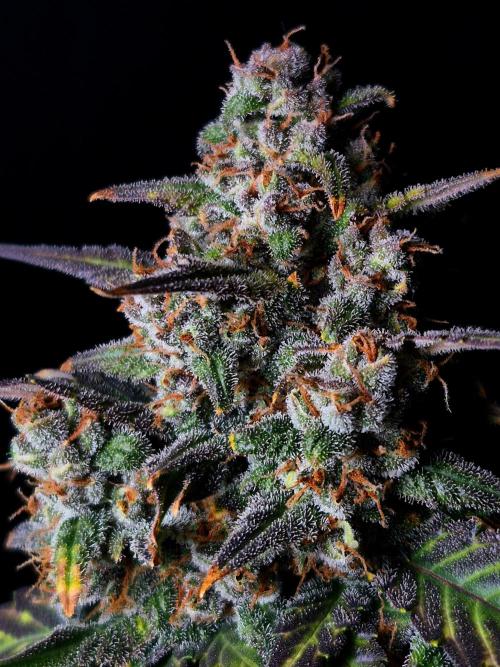 Banana Purple Punch Auto RF3. Week 8