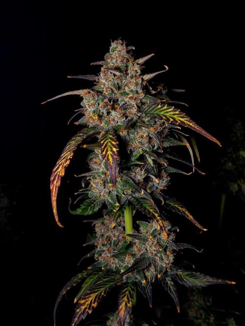 Banana Purple Punch Auto RF3. Week 8