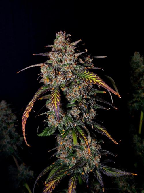 Banana Purple Punch Auto RF3. Week 8