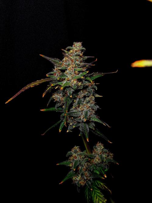 Banana Purple Punch Auto RF3. Week 8