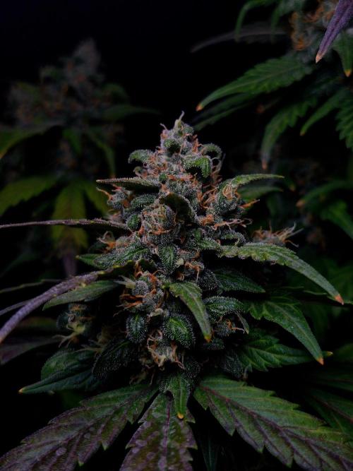 Banana Purple Punch Auto RF3 #2. Week 8