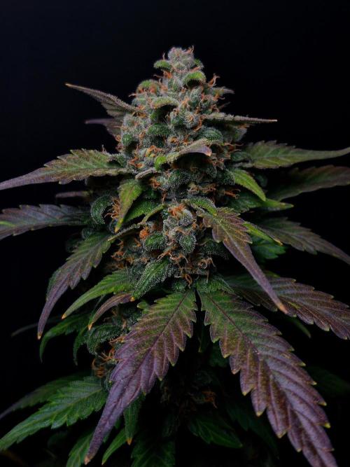 Banana Purple Punch Auto RF3 #2. Week 8