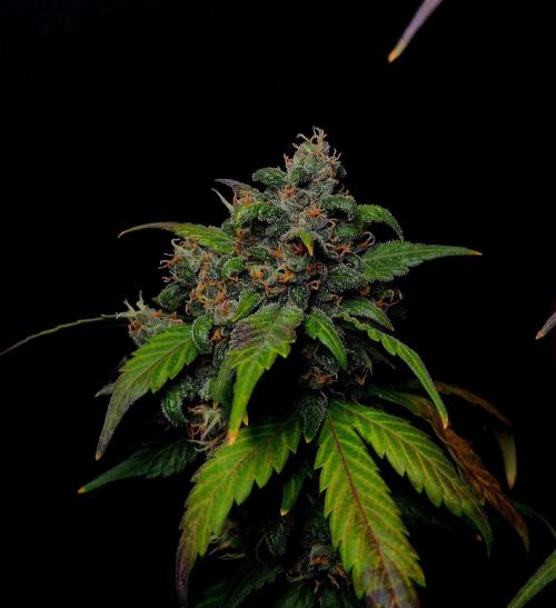 Banana Purple Punch Auto RF3 #2. Week 8