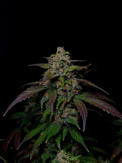 Banana Purple Punch Auto RF3 #2. Week 8