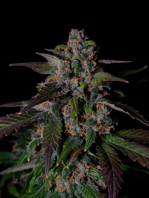 Banana Purple Punch Auto RF3 #2. Week 8