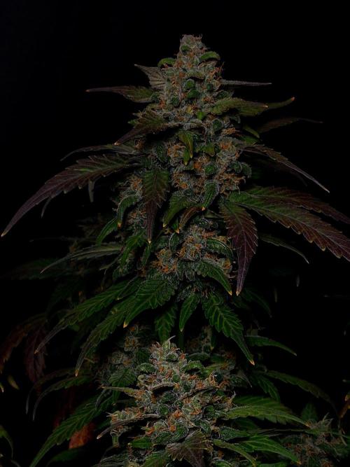 Banana Purple Punch Auto RF3 #2. Week 8